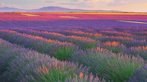 ヴァレンソール高原のラベンダー畑, フランス (© zpagistock/Getty Images) Bing Everyday Wallpaper 2025-07-17
/tmp/UploadBetayKVHMl [Bing Everyday Wall Paper 2025-07-17] url = http://www.bing.com/th?id=OHR.FranceLavender_JA-JP2202328070_1920x1080.jpg

File Size (KB): 321.3 KB
Last Modified: July 17 2025 00:00:02
