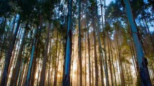 Eucalyptus forest, Urubici, Santa Catarina, Brazil (© YES BRASIL/Getty Images) Bing Everyday Wallpaper 2025-07-19
/tmp/UploadBeta526hzC [Bing Everyday Wall Paper 2025-07-19] url = http://www.bing.com/th?id=OHR.EucaliptoSC_ROW7955901675_1920x1080.jpg

File Size (KB): 260.43 KB
Last Modified: July 19 2025 00:00:05
