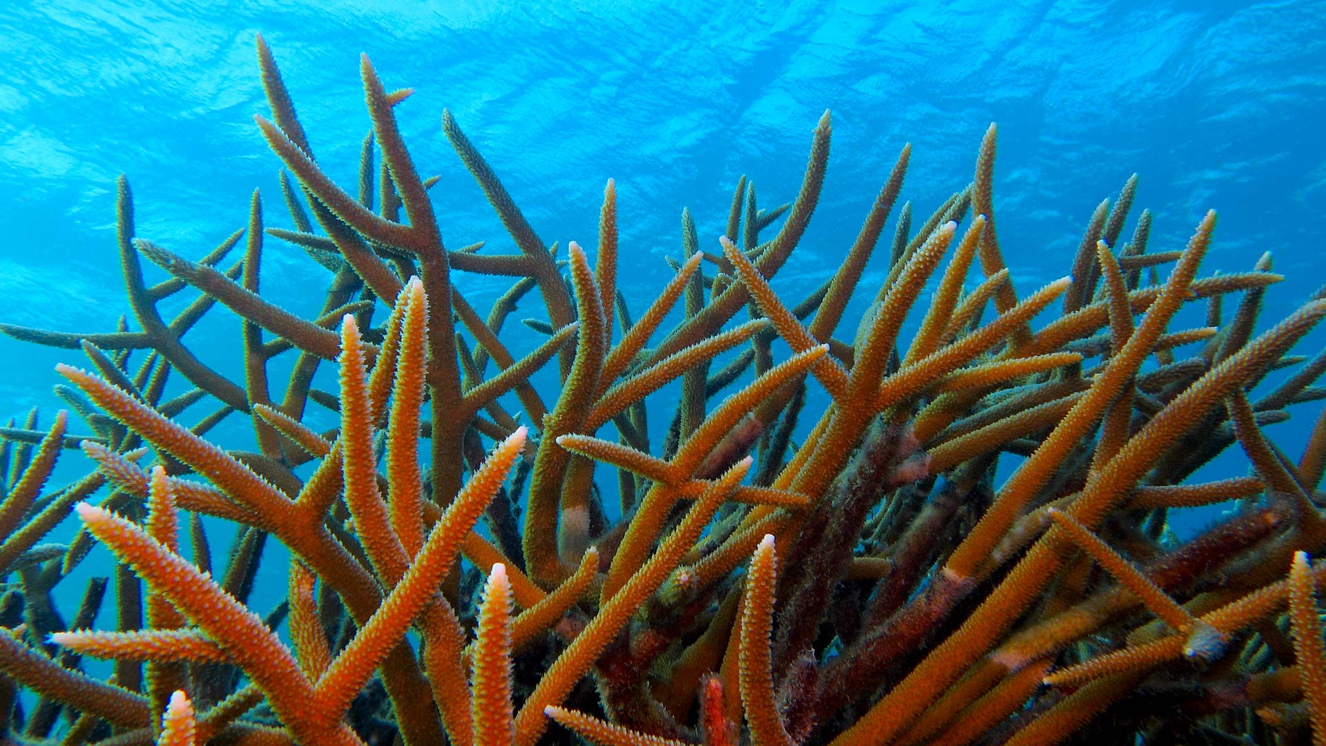 浅海中的鹿角珊瑚 (© blue-sea.cz/Shutterstock) Bing Everyday Wallpaper 2025-07-21, 8WdK9c [Bing Everyday Wall Paper 2025-07-21] url = http://www.bing.com/th?id=OHR.AcroporaReef_ZH-CN2622120276_1920x1080.jpg