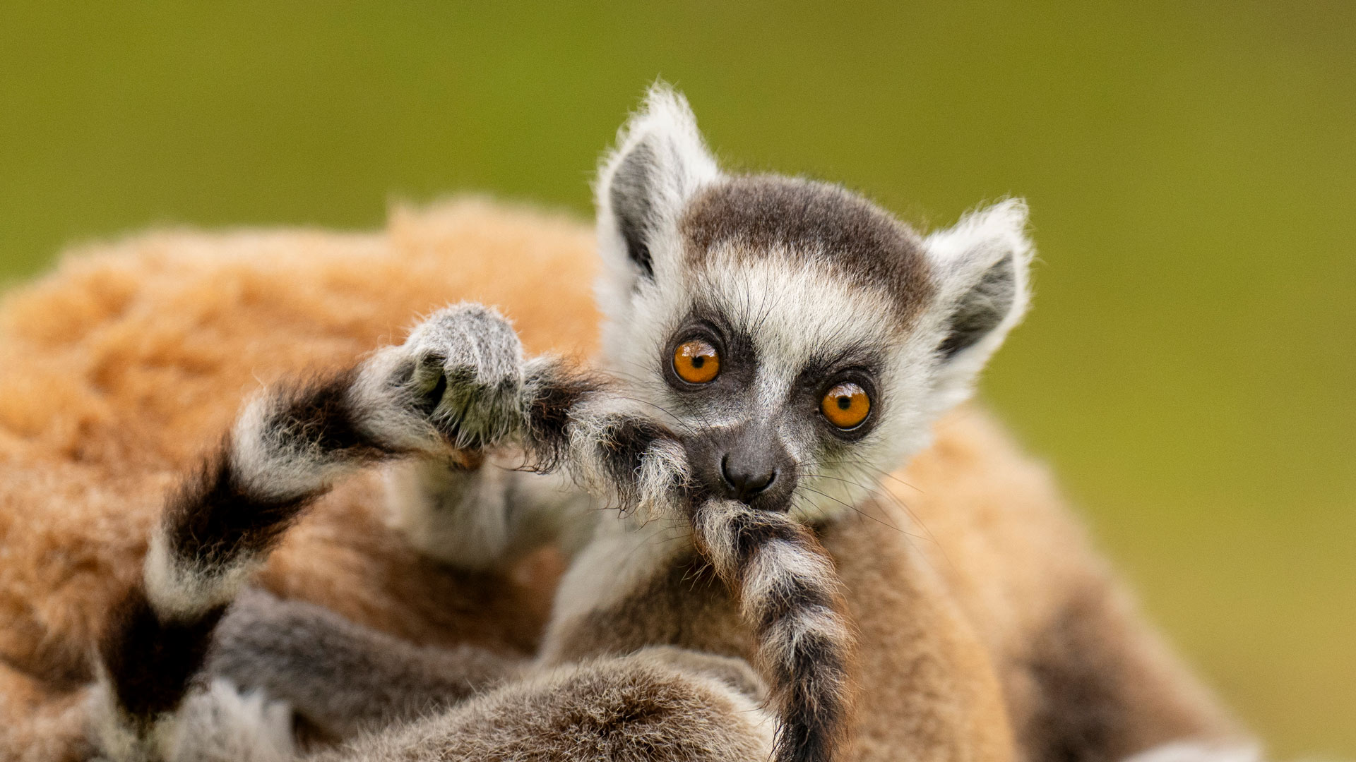Ring-tailed lemur infant playing with its own tail, Madagascar (© Andy Rouse/Nature Picture Library) Bing Everyday Wallpaper 2025-08-01, pk53xs [Bing Everyday Wall Paper 2025-08-01] url = http://www.bing.com/th?id=OHR.BabyLemur_EN-US9264861498_1920x1080.jpg