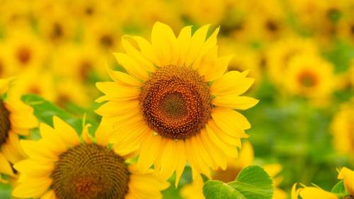 夏天田野里盛开的向日葵 (© Arsgera/Shutterstock) Bing Everyday Wallpaper 2025-08-03
/tmp/UploadBetabQ3gIP [Bing Everyday Wall Paper 2025-08-03] url = http://www.bing.com/th?id=OHR.HappySunflower_ZH-CN5840993161_1920x1080.jpg

File Size (KB): 327.56 KB
Last Modified: August 03 2025 00:00:02
