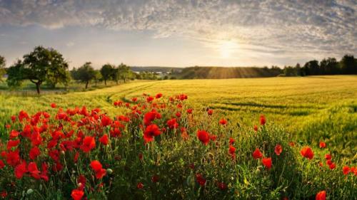 Mohnfelder, Adelschlag, Bayern (© Michael Rucker/Getty Images) Bing Everyday Wallpaper 2025-08-05
/tmp/UploadBetat0txZ6 [Bing Everyday Wall Paper 2025-08-05] url = http://www.bing.com/th?id=OHR.PoppyfieldAdelschlag_DE-DE8788732067_1920x1080.jpg

File Size (KB): 322 KB
Last Modified: August 05 2025 00:00:02
