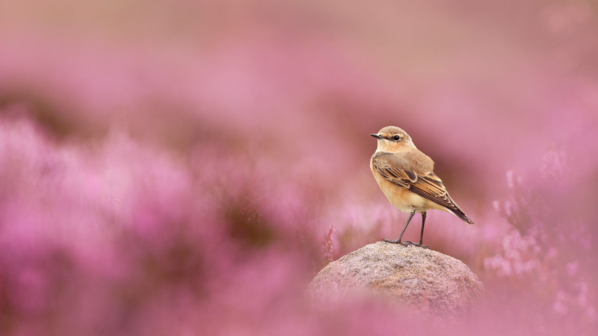 穗䳭和盛开的帚石楠，峰区国家公园，英格兰 (© Ben Hall/Nature Picture Library) Bing Everyday Wallpaper 2025-08-21, GrAL7o [Bing Everyday Wall Paper 2025-08-21] url = http://www.bing.com/th?id=OHR.WheatearBird_ZH-CN2663965839_1920x1080.jpg