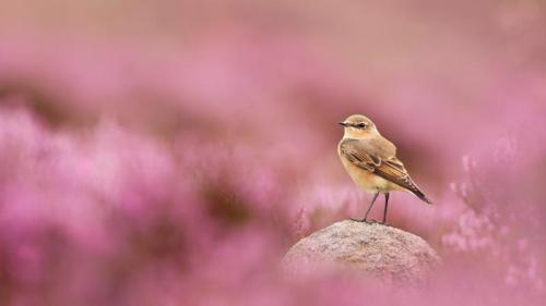穗䳭和盛开的帚石楠，峰区国家公园，英格兰 (© Ben Hall/Nature Picture Library) Bing Everyday Wallpaper 2025-08-21
/tmp/UploadBetaGrAL7o [Bing Everyday Wall Paper 2025-08-21] url = http://www.bing.com/th?id=OHR.WheatearBird_ZH-CN2663965839_1920x1080.jpg

File Size (KB): 320.02 KB
Last Modified: August 21 2025 00:00:02
