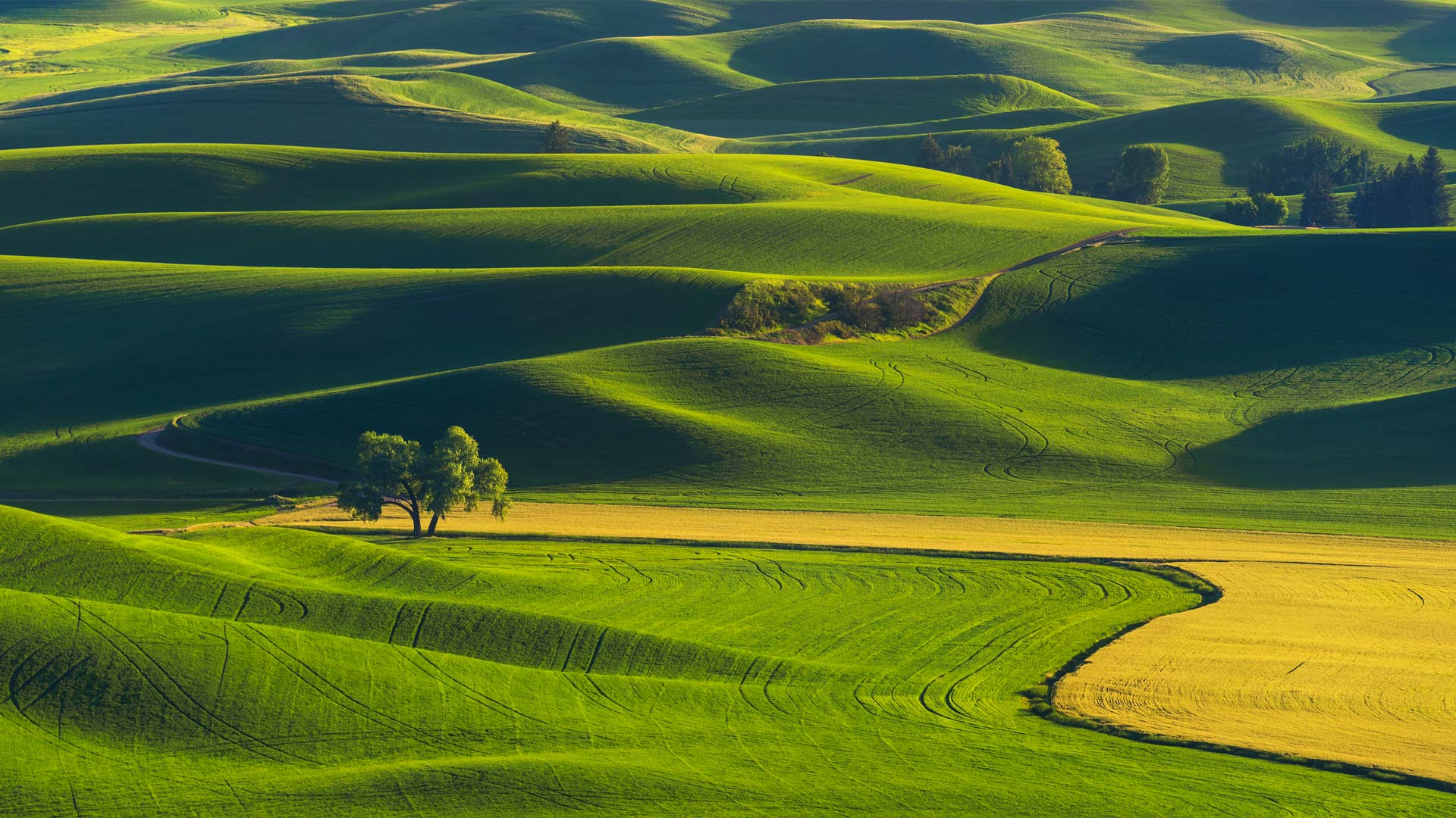 帕卢斯连绵起伏的丘陵，华盛顿州，美国 (© svetlana57/Getty Images) Bing Everyday Wallpaper 2025-08-22, lMd0AW [Bing Everyday Wall Paper 2025-08-22] url = http://www.bing.com/th?id=OHR.PalouseWA_ZH-CN2552273820_1920x1080.jpg