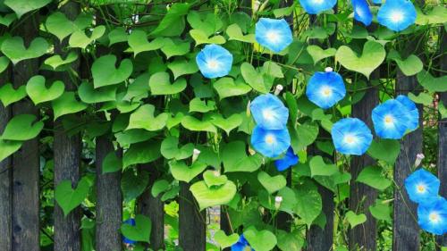 早朝に開花する美しいアサガオ (© borchee/Getty Images) Bing Everyday Wallpaper 2025-08-23
/tmp/UploadBetaEaPwsa [Bing Everyday Wall Paper 2025-08-23] url = http://www.bing.com/th?id=OHR.Morningglory2025_JA-JP5429610056_1920x1080.jpg

File Size (KB): 311.33 KB
Last Modified: August 23 2025 00:00:03
