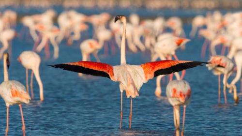 Greater flamingos, Saintes-Maries-de-la-Mer, Camargue Regional Nature Park, France (© Raimund Linke/Getty Images) Bing Everyday Wallpaper 2025-08-24
/tmp/UploadBetaAUYokx [Bing Everyday Wall Paper 2025-08-24] url = http://www.bing.com/th?id=OHR.Flamingos_ROW6320249671_1920x1080.jpg

File Size (KB): 152.73 KB
Last Modified: August 24 2025 00:00:04
