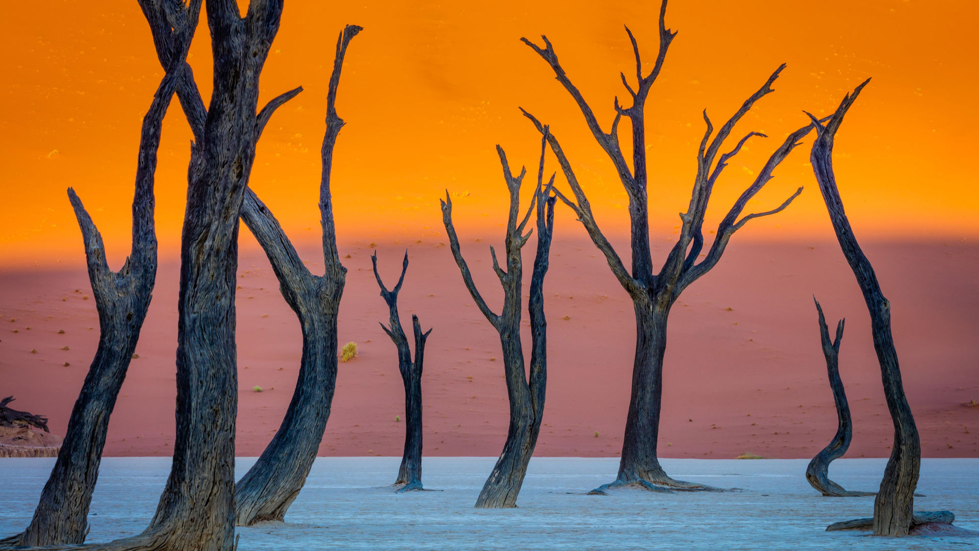 骆驼刺树, 死亡谷, 纳米布-诺克卢福国家公园, 纳米比亚 (© Inge Johnsson/Alamy Stock Photo) Bing Everyday Wallpaper 2025-09-02, udBWKh [Bing Everyday Wall Paper 2025-09-02] url = http://www.bing.com/th?id=OHR.DeadvleiTrees_ZH-CN0967414858_1920x1080.jpg