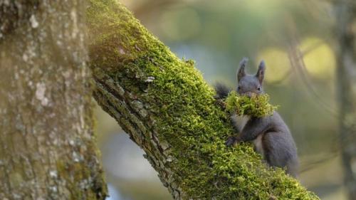 一只雌性欧亚红松鼠正在搬运苔藓，瑞士 (© Jean-Luc and Francoise Ziegler/Minden Pictures) Bing Everyday Wallpaper 2025-09-09
/tmp/UploadBetaOTbxLq [Bing Everyday Wall Paper 2025-09-09] url = http://www.bing.com/th?id=OHR.SwissSquirrel_ZH-CN1499344455_1920x1080.jpg

File Size (KB): 305.87 KB
Last Modified: September 09 2025 00:00:01
