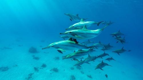 红海中的飞旋海豚群, 阿拉姆港, 埃及 (© Franco Banfi/Nature Picture Library) Bing Everyday Wallpaper 2025-09-12
/tmp/UploadBetauhoUgC [Bing Everyday Wall Paper 2025-09-12] url = http://www.bing.com/th?id=OHR.SpinnerDolphins_ZH-CN9731341241_1920x1080.jpg

File Size (KB): 302.87 KB
Last Modified: September 12 2025 00:00:03
