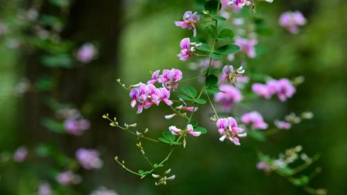 秋の七草 ハギ (© kororokerokero/Getty Images) Bing Everyday Wallpaper 2025-09-23
/tmp/UploadBeta7Z7l5P [Bing Everyday Wall Paper 2025-09-23] url = http://www.bing.com/th?id=OHR.AutumnEquinox2025_JA-JP9152081751_1920x1080.jpg

File Size (KB): 312 KB
Last Modified: September 23 2025 00:00:03

