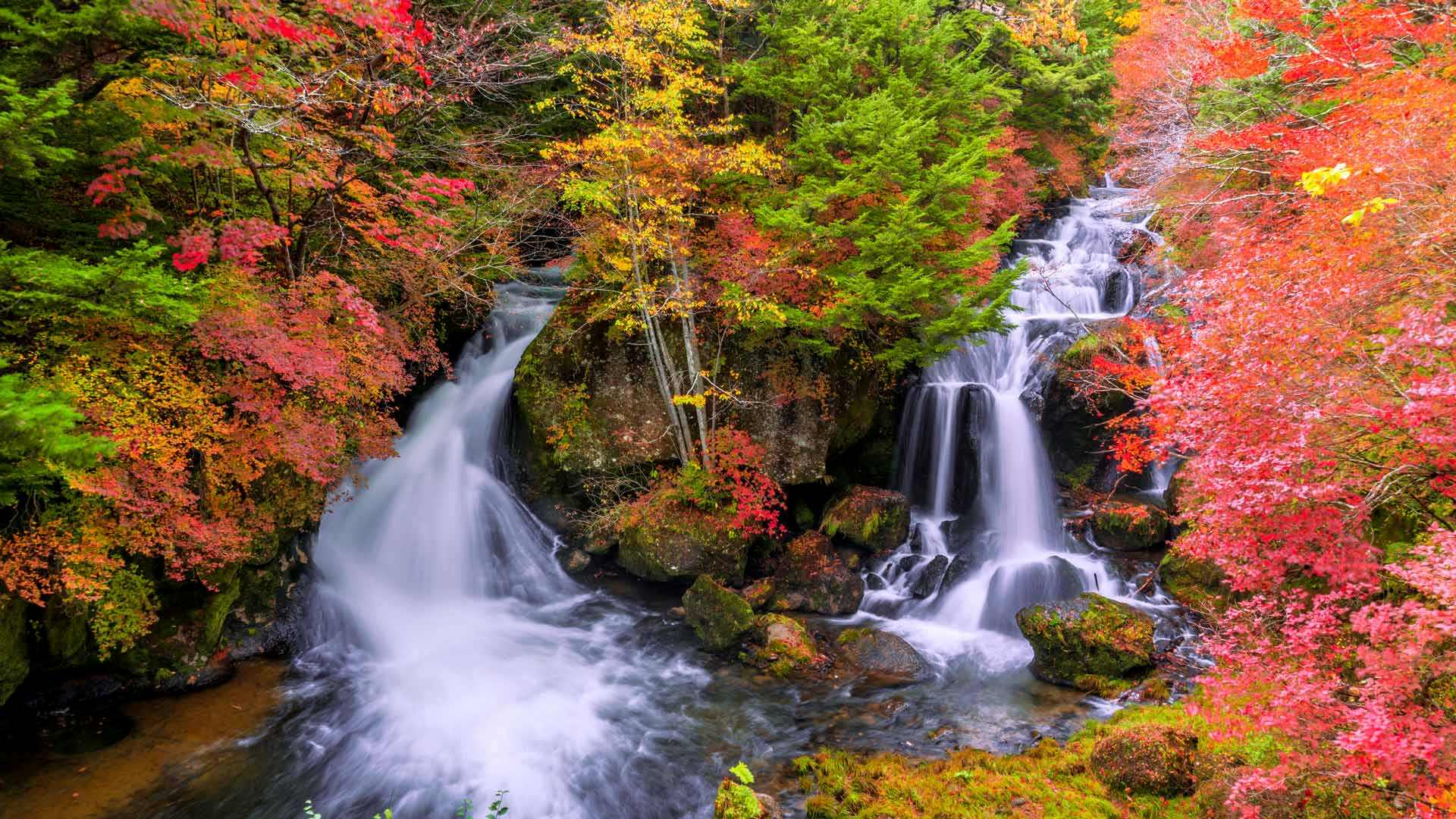 竜頭の滝, 栃木県 日光市 (© kecl/Getty images) Bing Everyday Wallpaper 2025-10-08, wvnaSw [Bing Everyday Wall Paper 2025-10-08] url = http://www.bing.com/th?id=OHR.Ryuzufalls2025_JA-JP6418303608_1920x1080.jpg