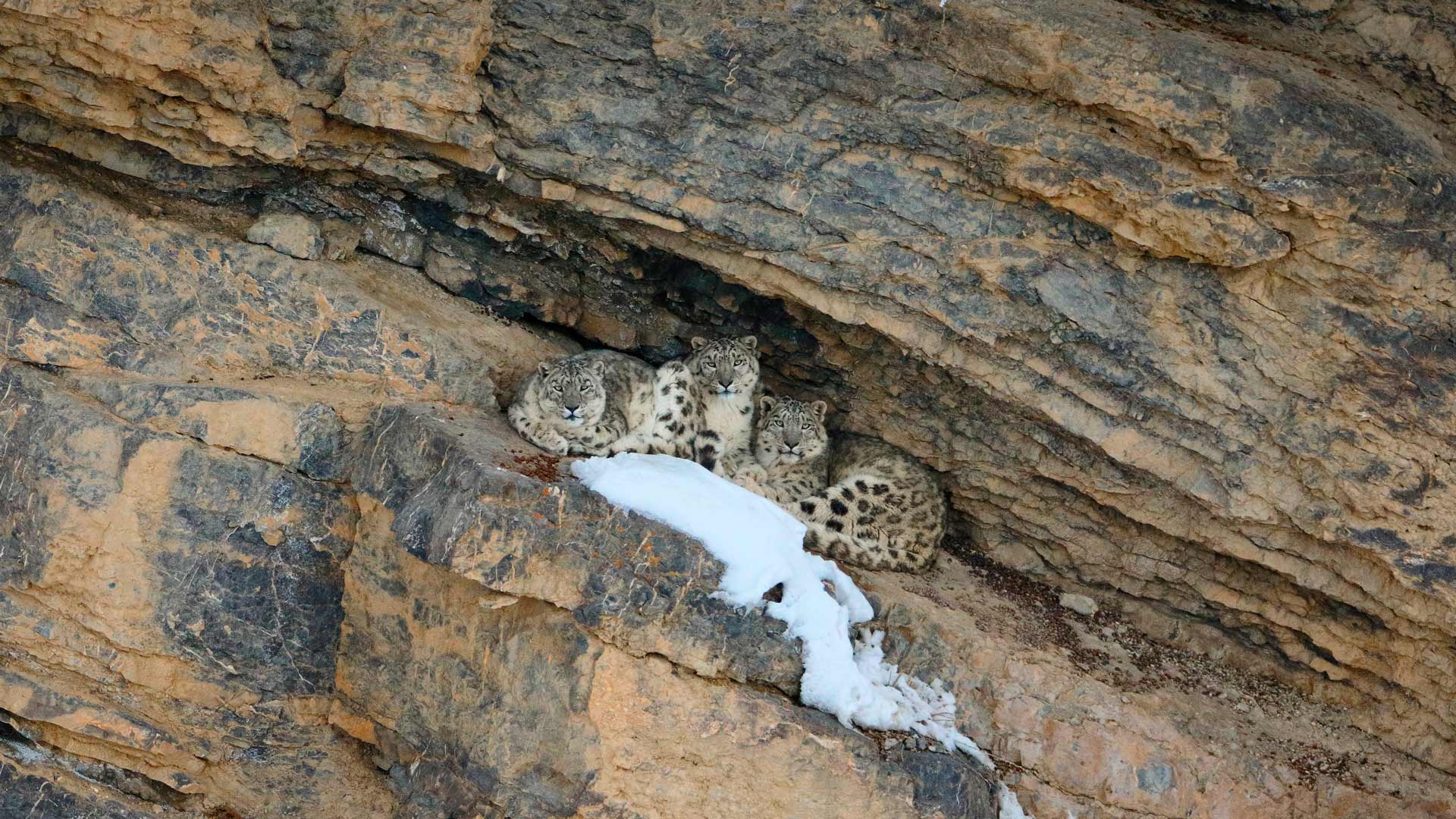 雪豹和她的幼崽, 斯皮提谷, 寒冷沙漠生物圈保护区, 印度 (© Oriol Alamany/naturepl.com) Bing Everyday Wallpaper 2025-10-23, YehW6Q [Bing Everyday Wall Paper 2025-10-23] url = http://www.bing.com/th?id=OHR.SnowLeopard_ZH-CN6644701381_1920x1080.jpg