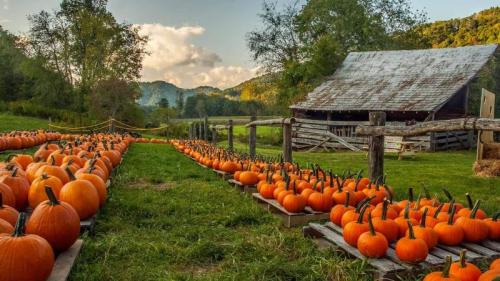 北卡罗来纳州的南瓜农场, 美国 (© Matthew H Irvin/Getty Images) Bing Everyday Wallpaper 2025-10-26
/tmp/UploadBetaOlKE4H [Bing Everyday Wall Paper 2025-10-26] url = http://www.bing.com/th?id=OHR.PumpkinFarm_ZH-CN1232784365_1920x1080.jpg

File Size (KB): 313.73 KB
Last Modified: October 26 2025 00:00:03
