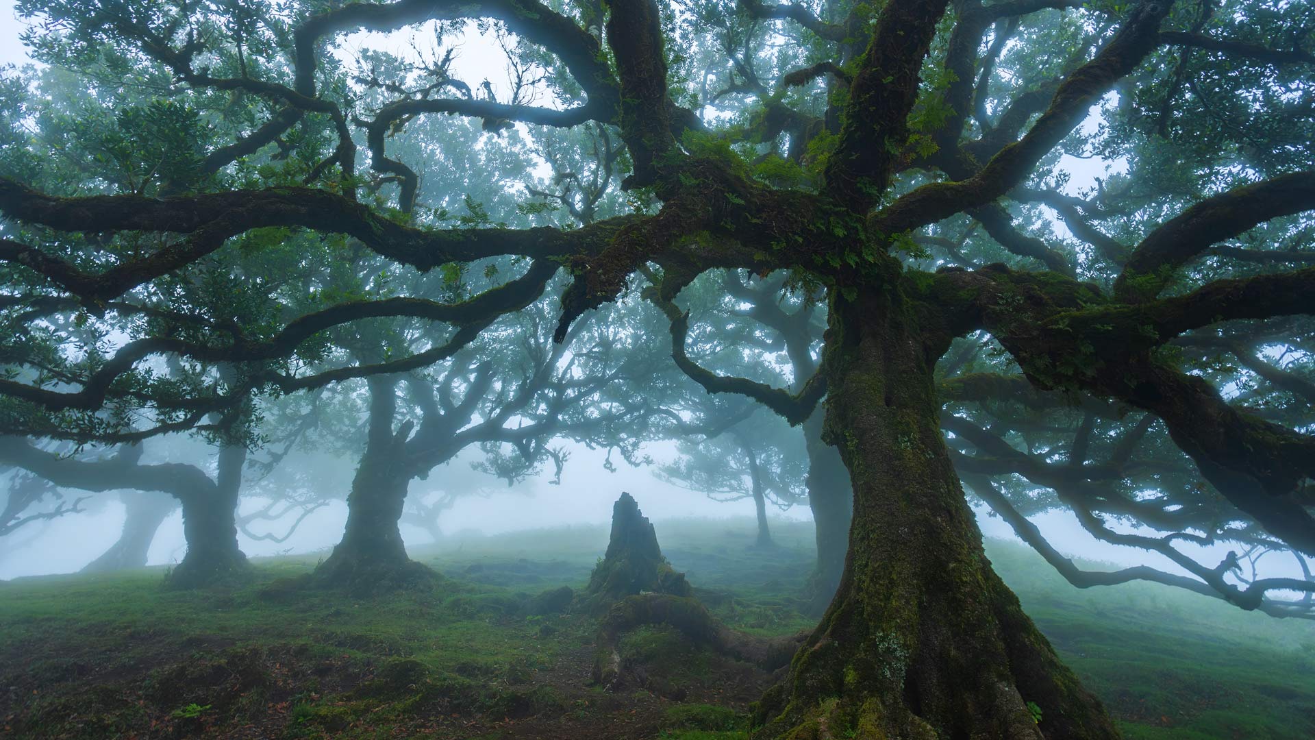法纳尔森林里的古老月桂树，马德拉群岛，葡萄牙 (© Lukas Jonaitis/Shutterstock) Bing Everyday Wallpaper 2025-10-29, vvAThr [Bing Everyday Wall Paper 2025-10-29] url = http://www.bing.com/th?id=OHR.FanalForest_ZH-CN2203572101_1920x1080.jpg