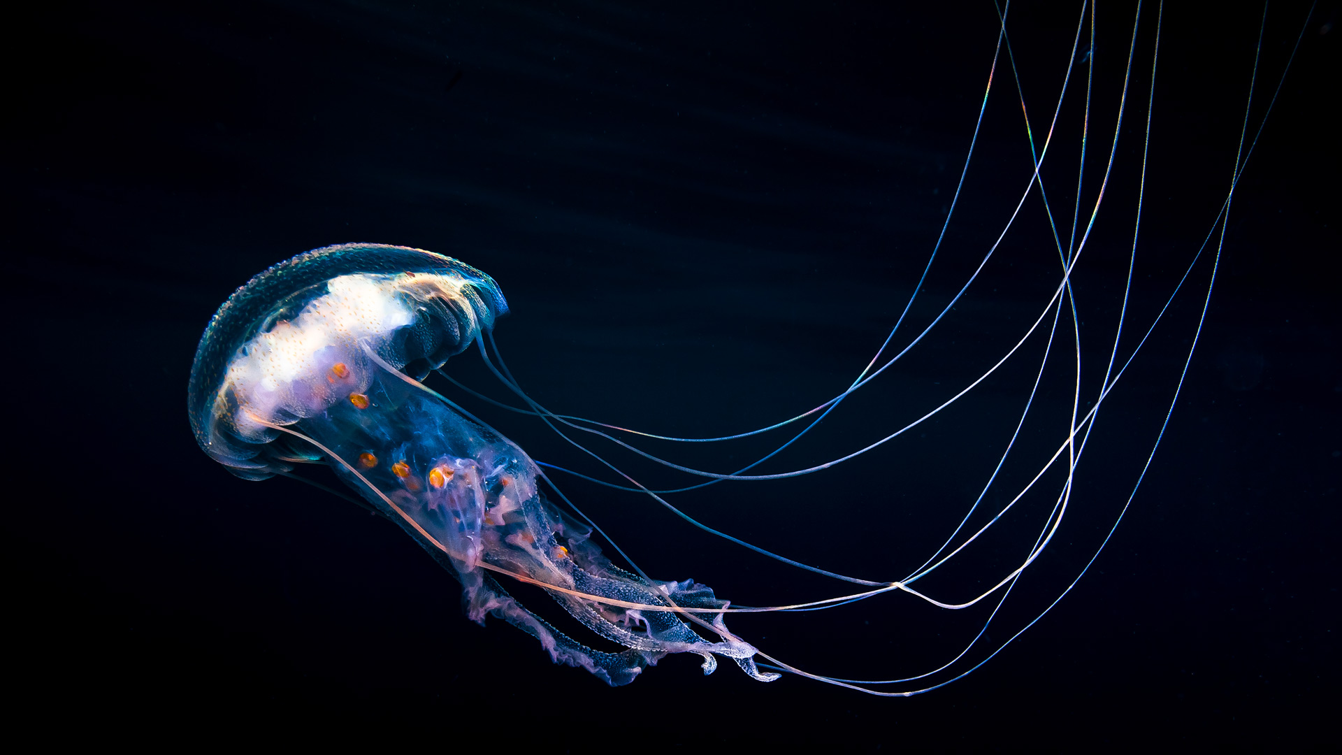 在太平洋中游泳的水母, 格雷罗, 墨西哥 (© Christian Vizl/TANDEM Stills + Motion) Bing Everyday Wallpaper 2025-11-03, pQX8zh [Bing Everyday Wall Paper 2025-11-03] url = http://www.bing.com/th?id=OHR.MexicoJelly_ZH-CN5266285518_1920x1080.jpg