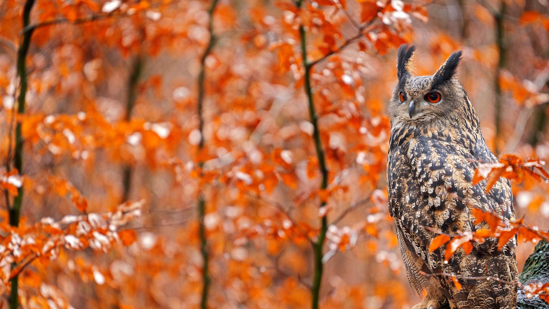 Europäischer Uhu auf einem herbstlichen Baumstamm, Deutschland (© Ondrej Prosicky/Shutterstock) Bing Everyday Wallpaper 2025-11-17, DAv5hN [Bing Everyday Wall Paper 2025-11-17] url = http://www.bing.com/th?id=OHR.GermanyOwl_DE-DE5134865756_1920x1080.jpg