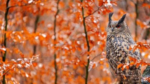 Europäischer Uhu auf einem herbstlichen Baumstamm, Deutschland (© Ondrej Prosicky/Shutterstock) Bing Everyday Wallpaper 2025-11-17
/tmp/UploadBetaDAv5hN [Bing Everyday Wall Paper 2025-11-17] url = http://www.bing.com/th?id=OHR.GermanyOwl_DE-DE5134865756_1920x1080.jpg

File Size (KB): 294.35 KB
Last Modified: November 17 2025 00:00:04
