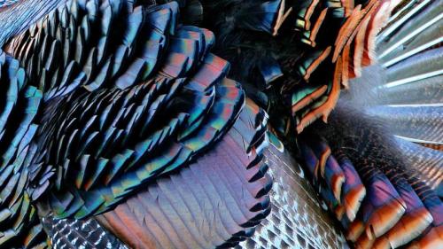 Male wild turkey plumage, Aransas Natural Wildlife Refuge, Texas (© George McCarthy/Minden Pictures) Bing Everyday Wallpaper 2025-11-28
/tmp/UploadBetaoMAXpm [Bing Everyday Wall Paper 2025-11-28] url = http://www.bing.com/th?id=OHR.TurkeyDetail_EN-US7401521602_1920x1080.jpg

File Size (KB): 314.28 KB
Last Modified: November 28 2025 00:00:01
