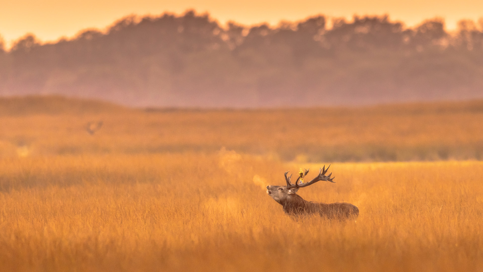荷兰梵高国家森林公园的马鹿雄鹿, 荷兰 (© CreativeNature_nl/Getty Images) Bing Everyday Wallpaper 2025-11-29, S60D0l [Bing Everyday Wall Paper 2025-11-29] url = http://www.bing.com/th?id=OHR.DeerVeluwe_ZH-CN1438758687_1920x1080.jpg