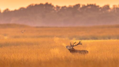 荷兰梵高国家森林公园的马鹿雄鹿, 荷兰 (© CreativeNature_nl/Getty Images) Bing Everyday Wallpaper 2025-11-29
/tmp/UploadBetaS60D0l [Bing Everyday Wall Paper 2025-11-29] url = http://www.bing.com/th?id=OHR.DeerVeluwe_ZH-CN1438758687_1920x1080.jpg

File Size (KB): 303.04 KB
Last Modified: November 29 2025 00:00:03
