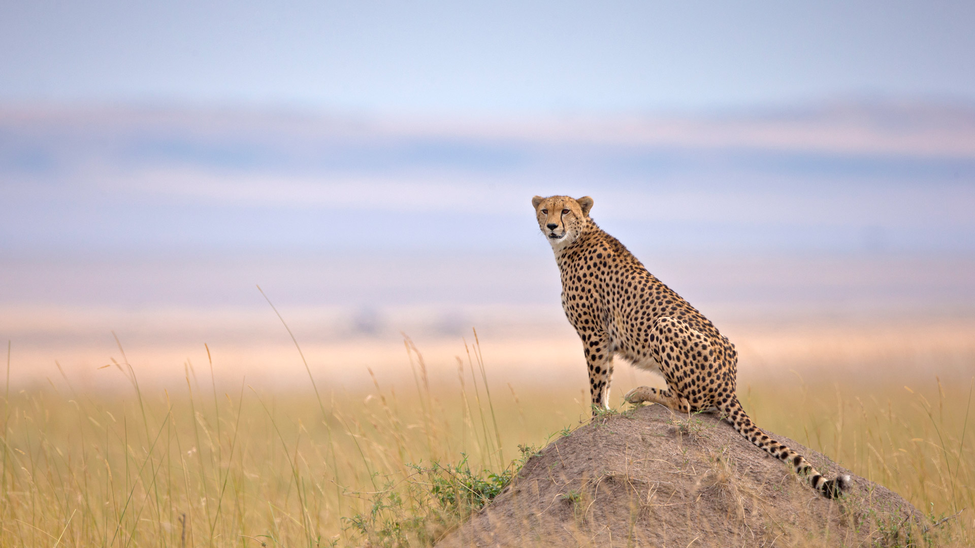 马赛马拉国家保护区的猎豹, 纳罗克, 肯尼亚 (© Andy Rouse/naturepl.com) Bing Everyday Wallpaper 2025-12-04, l0SbcV [Bing Everyday Wall Paper 2025-12-04] url = http://www.bing.com/th?id=OHR.CheetahMound_ZH-CN1970221812_1920x1080.jpg
