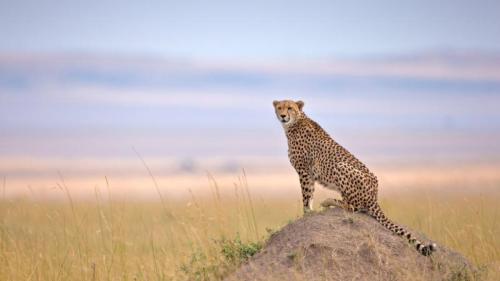 马赛马拉国家保护区的猎豹, 纳罗克, 肯尼亚 (© Andy Rouse/naturepl.com) Bing Everyday Wallpaper 2025-12-04
/tmp/UploadBetal0SbcV [Bing Everyday Wall Paper 2025-12-04] url = http://www.bing.com/th?id=OHR.CheetahMound_ZH-CN1970221812_1920x1080.jpg

File Size (KB): 303.23 KB
Last Modified: December 04 2025 00:00:02
