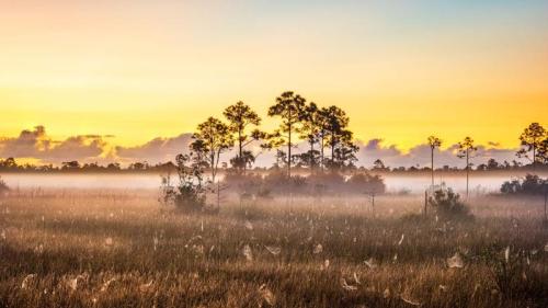 大沼泽地国家公园的蜘蛛网，佛罗里达州，美国 (© Troy Harrison/Getty Images) Bing Everyday Wallpaper 2025-12-06
/tmp/UploadBetaIR4b3j [Bing Everyday Wall Paper 2025-12-06] url = http://www.bing.com/th?id=OHR.EvergladesSunrise_ZH-CN2298606730_1920x1080.jpg

File Size (KB): 308.73 KB
Last Modified: December 06 2025 00:00:02
