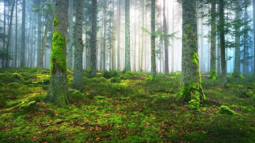 Ein Kiefernwald im Elsass, Frankreich (© alekseystemmer/Getty Images) Bing Everyday Wallpaper 2025-12-07
/tmp/UploadBetaDeO5fT [Bing Everyday Wall Paper 2025-12-07] url = http://www.bing.com/th?id=OHR.MistyPineForest_DE-DE5663948524_1920x1080.jpg

File Size (KB): 314.35 KB
Last Modified: December 07 2025 00:00:04
