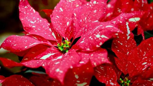 有斑点的一品红 (© DigiPub/Getty Images) Bing Everyday Wallpaper 2025-12-12
/tmp/UploadBeta7lziA2 [Bing Everyday Wall Paper 2025-12-12] url = http://www.bing.com/th?id=OHR.SpeckledPoinsettia_ZH-CN3726763235_1920x1080.jpg

File Size (KB): 321.1 KB
Last Modified: December 12 2025 00:00:02
