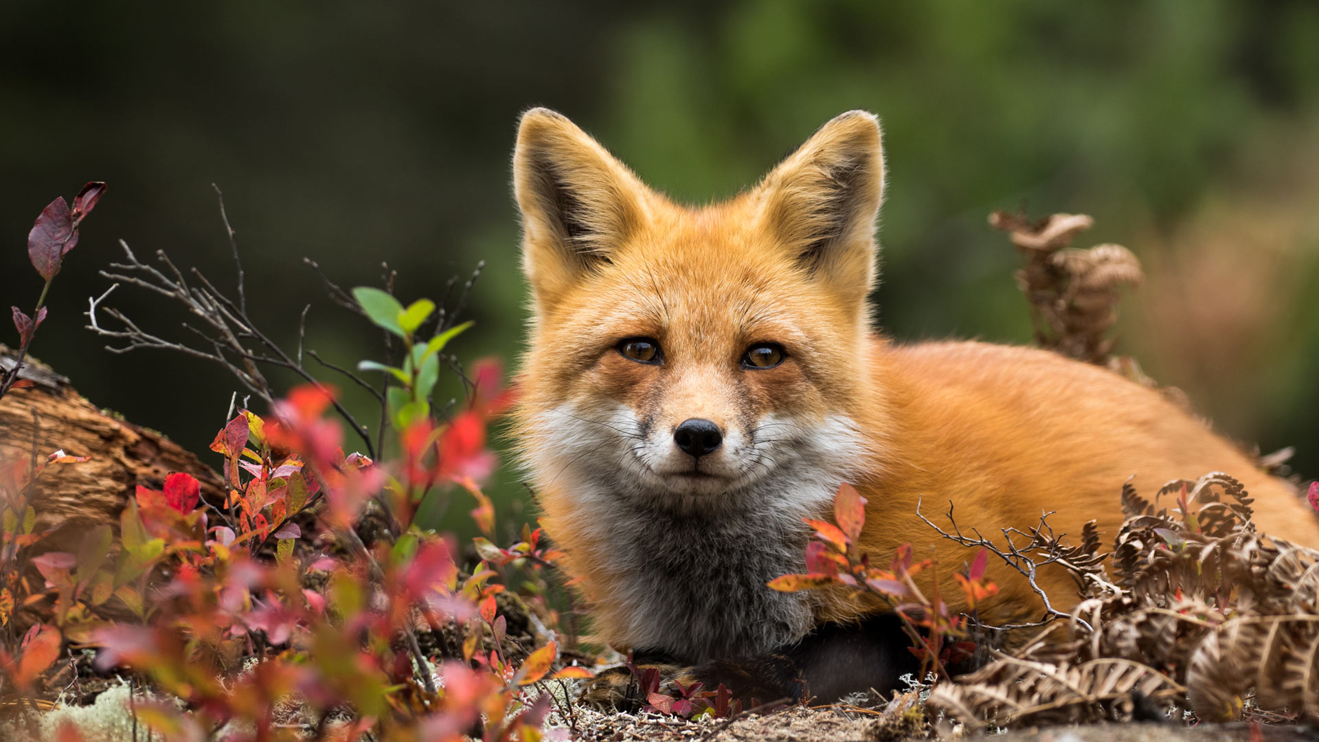 Red fox, Canada (© RT-Images/Getty Images) Bing Everyday Wallpaper 2025-12-21, HxNRYQ [Bing Everyday Wall Paper 2025-12-21] url = http://www.bing.com/th?id=OHR.RedFoxVulpes_ROW4883421988_1920x1080.jpg