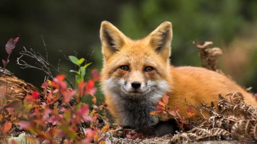 Red fox, Canada (© RT-Images/Getty Images) Bing Everyday Wallpaper 2025-12-21
/tmp/UploadBetaHxNRYQ [Bing Everyday Wall Paper 2025-12-21] url = http://www.bing.com/th?id=OHR.RedFoxVulpes_ROW4883421988_1920x1080.jpg

File Size (KB): 319.57 KB
Last Modified: December 21 2025 00:00:04
