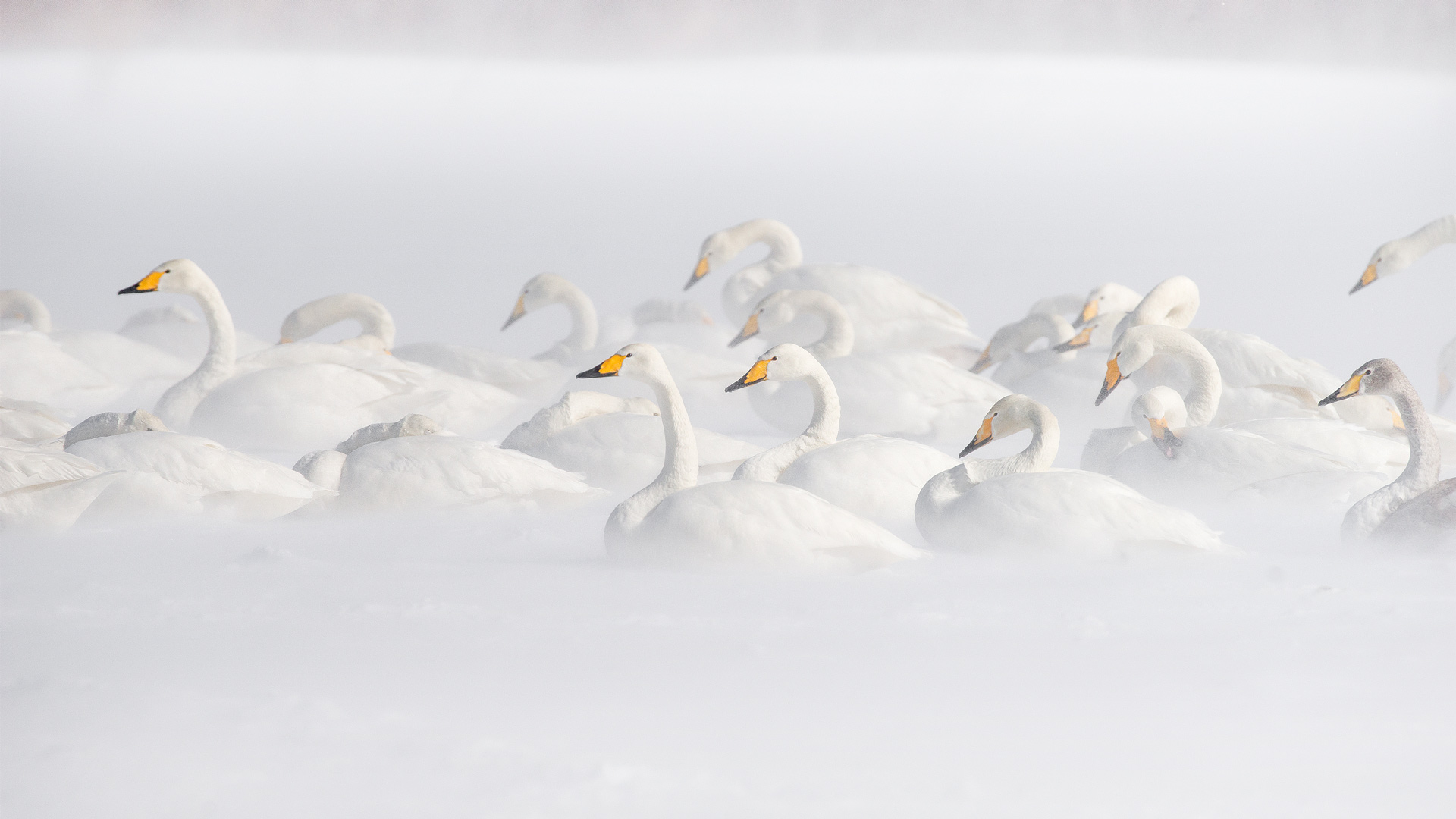 屈斜路湖のオオハクチョウ, 北海道 (© Jan Vermeer/Minden) Bing Everyday Wallpaper 2025-12-21, 5susHz [Bing Everyday Wall Paper 2025-12-21] url = http://www.bing.com/th?id=OHR.WinterSolstice2025_JA-JP2351386518_1920x1080.jpg