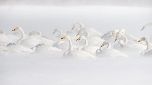 屈斜路湖のオオハクチョウ, 北海道 (© Jan Vermeer/Minden) Bing Everyday Wallpaper 2025-12-21
/tmp/UploadBeta5susHz [Bing Everyday Wall Paper 2025-12-21] url = http://www.bing.com/th?id=OHR.WinterSolstice2025_JA-JP2351386518_1920x1080.jpg

File Size (KB): 305.97 KB
Last Modified: December 21 2025 00:00:04
