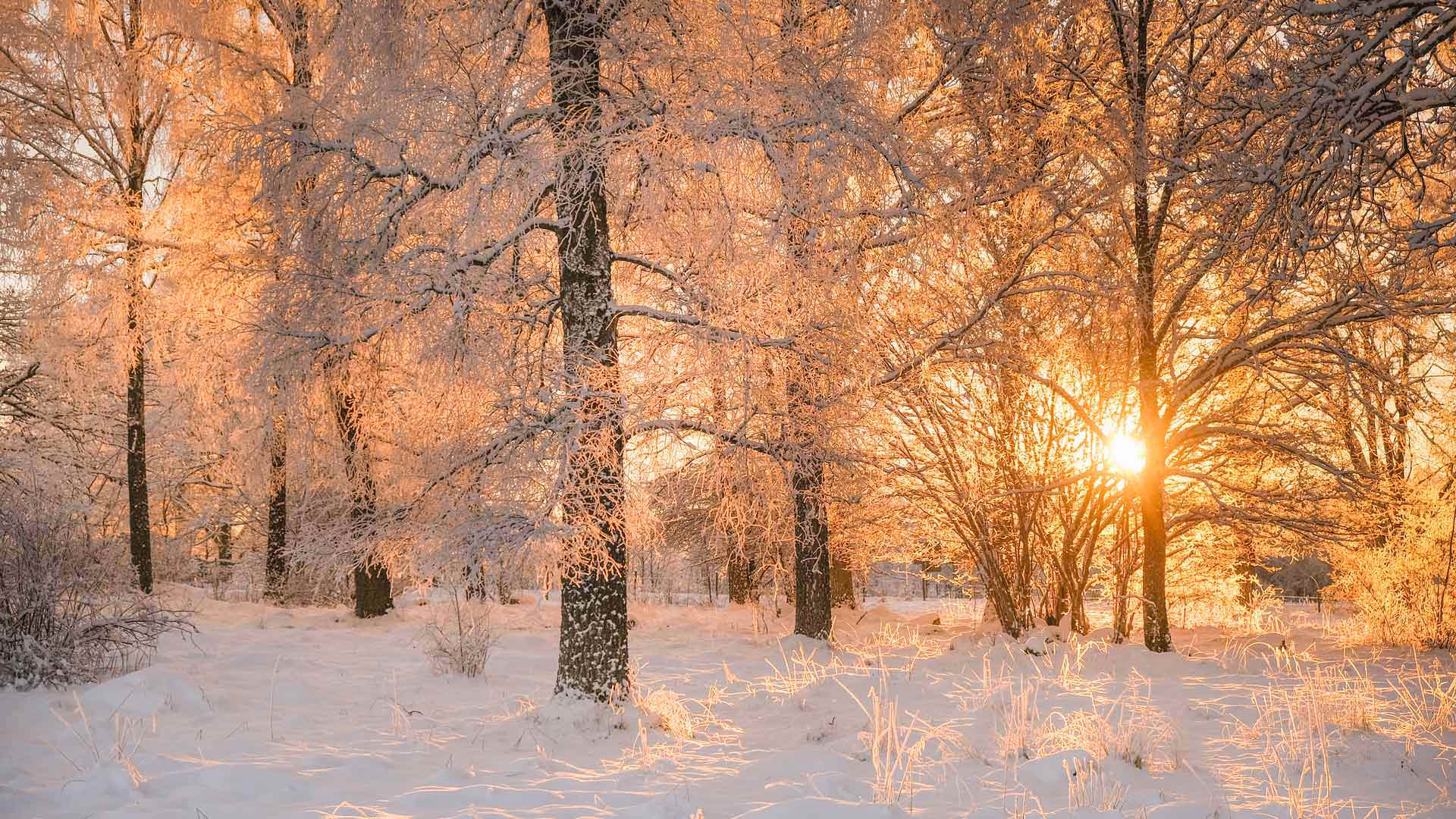 Morgendämmerung durch frostige Bäume, Schweden (© Schon/Getty Images) Bing Everyday Wallpaper 2025-12-21, hvh5eo [Bing Everyday Wall Paper 2025-12-21] url = http://www.bing.com/th?id=OHR.SwedenSolstice_DE-DE1312651216_1920x1080.jpg