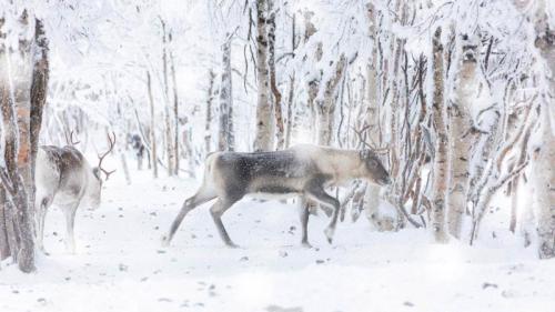 雪の中を進むトナカイ, フィンランド (© Roberto Moiola/Getty Images) Bing Everyday Wallpaper 2025-12-22
/tmp/UploadBeta4WV8Bm [Bing Everyday Wall Paper 2025-12-22] url = http://www.bing.com/th?id=OHR.ReindeerFinland_JA-JP2648977140_1920x1080.jpg

File Size (KB): 299.06 KB
Last Modified: December 22 2025 00:00:05
