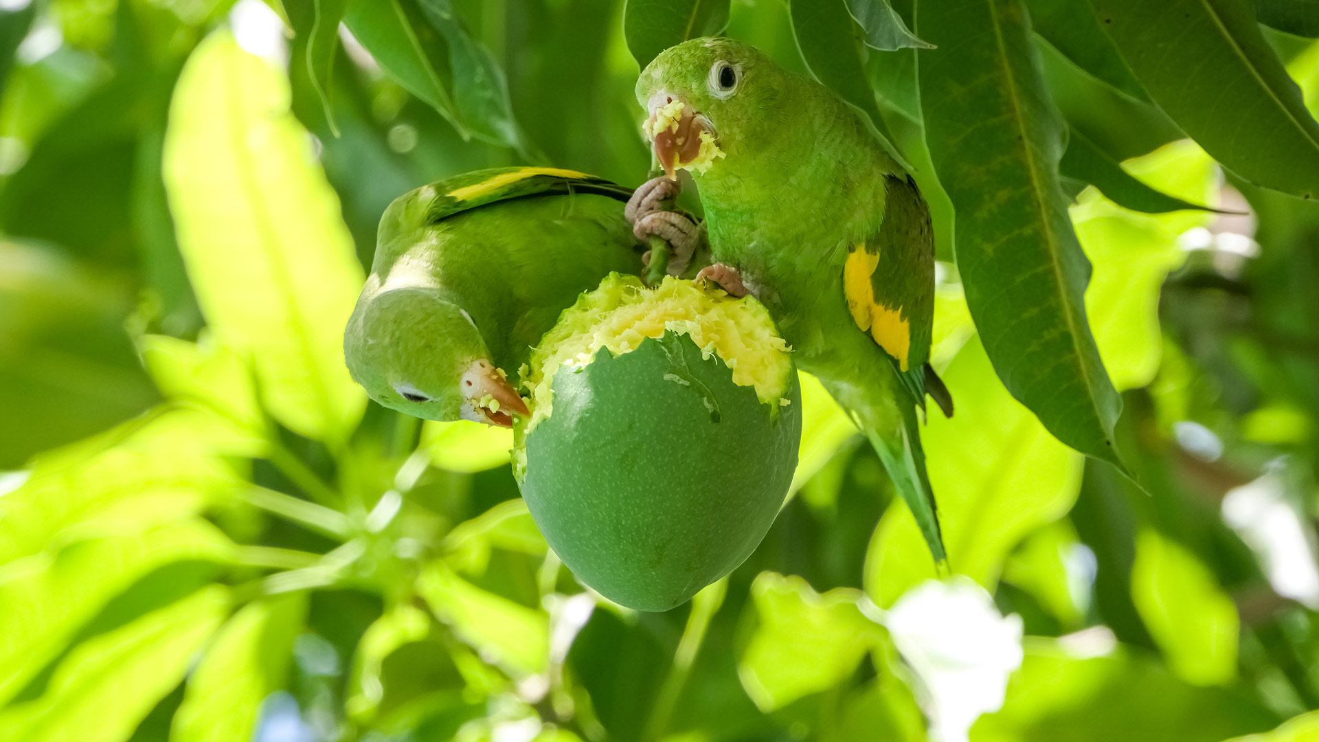 Yellow-chevroned parakeets in a mango tree, Pantanal, Brazil (© Uwe-Bergwitz/Getty Images) Bing Everyday Wallpaper 2026-01-09, NRV2c1 [Bing Everyday Wall Paper 2026-01-09] url = http://www.bing.com/th?id=OHR.Chevroned_ROW1885349561_1920x1080.jpg