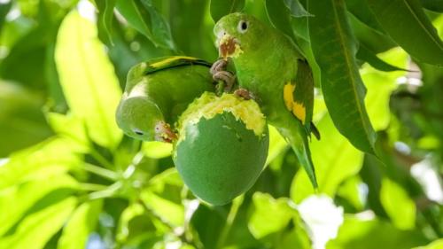 Yellow-chevroned parakeets in a mango tree, Pantanal, Brazil (© Uwe-Bergwitz/Getty Images) Bing Everyday Wallpaper 2026-01-09
/tmp/UploadBetaNRV2c1 [Bing Everyday Wall Paper 2026-01-09] url = http://www.bing.com/th?id=OHR.Chevroned_ROW1885349561_1920x1080.jpg

File Size (KB): 311.64 KB
Last Modified: January 09 2026 00:00:03
