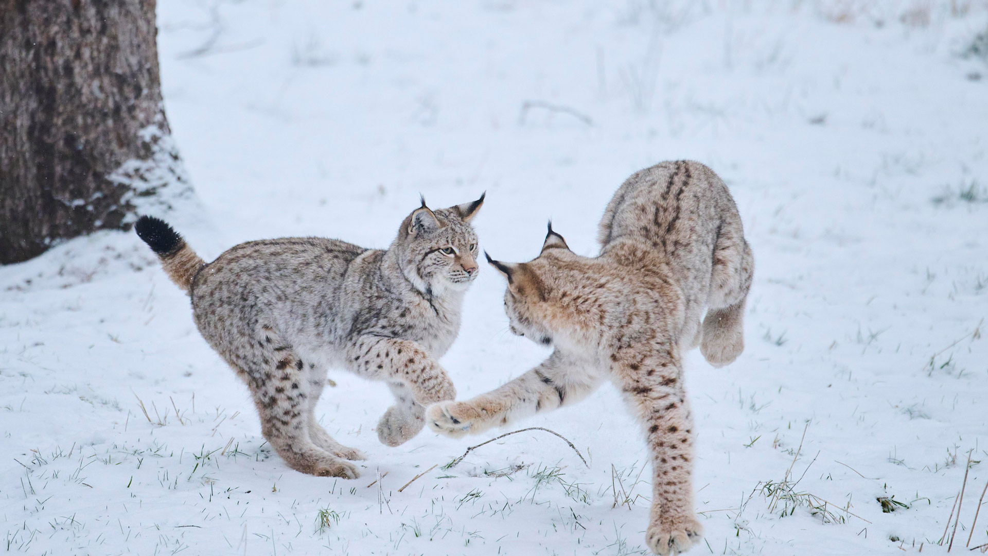 Eurasische Luchse beim Spielen im Schnee im Wald, Bayern (© imagebroker/david & micha sheldon/Getty Images) Bing Everyday Wallpaper 2026-01-09, 0Dmcfk [Bing Everyday Wall Paper 2026-01-09] url = http://www.bing.com/th?id=OHR.LynxBavariaSnow_DE-DE0416366629_1920x1080.jpg