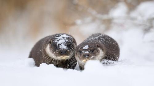 欧亚水獭和幼崽, 爱沙尼亚 (© Sven Zacek/naturepl.com) Bing Everyday Wallpaper 2026-01-12
/tmp/UploadBetaGKGixQ [Bing Everyday Wall Paper 2026-01-12] url = http://www.bing.com/th?id=OHR.SnowOtters_ZH-CN3563991803_1920x1080.jpg

File Size (KB): 307.26 KB
Last Modified: January 12 2026 00:00:02

