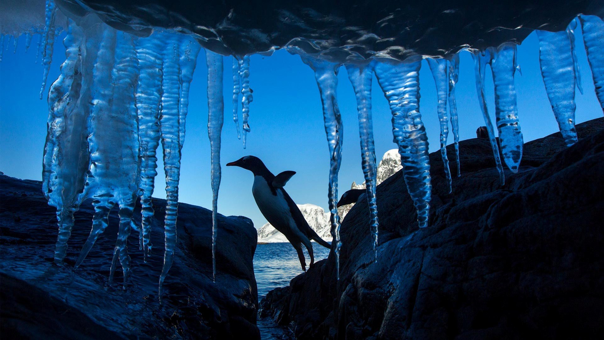 Eselspinguin, Petermann-Insel, Antarktis (© Paul Souders/DanitaDelimont.com/Alamy) Bing Everyday Wallpaper 2026-01-20, cQatBg [Bing Everyday Wall Paper 2026-01-20] url = http://www.bing.com/th?id=OHR.IciclePenguin_DE-DE1468306141_1920x1080.jpg