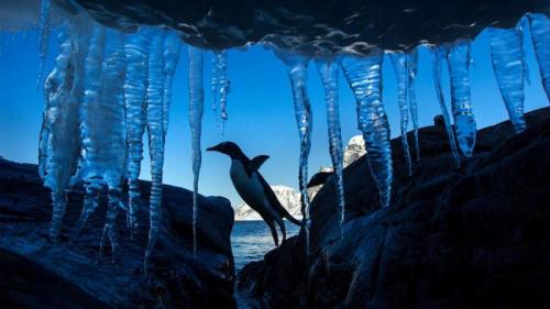 Eselspinguin, Petermann-Insel, Antarktis (© Paul Souders/DanitaDelimont.com/Alamy) Bing Everyday Wallpaper 2026-01-20
/tmp/UploadBetacQatBg [Bing Everyday Wall Paper 2026-01-20] url = http://www.bing.com/th?id=OHR.IciclePenguin_DE-DE1468306141_1920x1080.jpg

File Size (KB): 301.21 KB
Last Modified: January 20 2026 00:00:04
