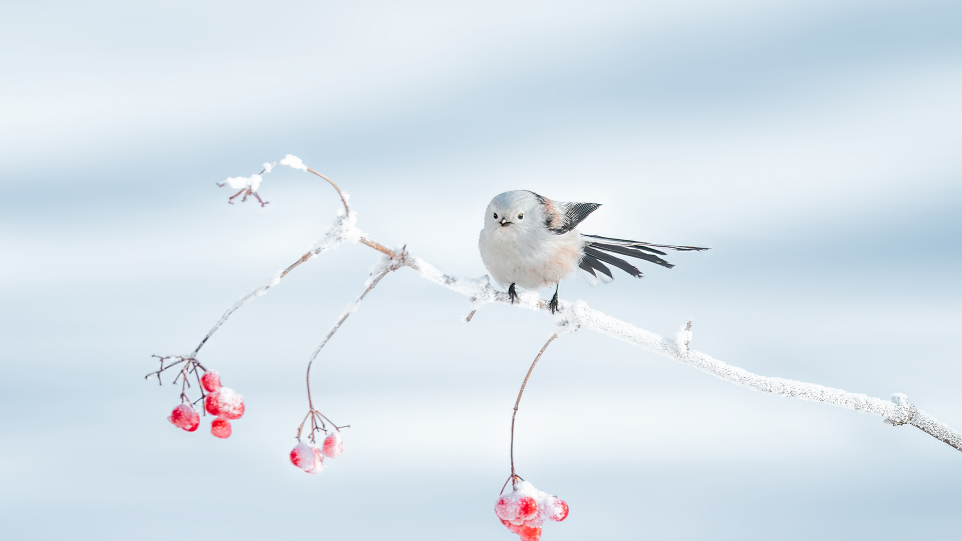 栖息在树枝上的北长尾山雀，大庆市，中国黑龙江省 (© Visual China Group/Getty Images) Bing Everyday Wallpaper 2026-01-20, ReAgAc [Bing Everyday Wall Paper 2026-01-20] url = http://www.bing.com/th?id=OHR.TheGreatColdY25_ZH-CN7239762815_1920x1080.jpg