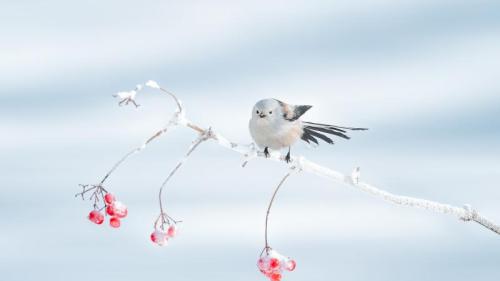 栖息在树枝上的北长尾山雀，大庆市，中国黑龙江省 (© Visual China Group/Getty Images) Bing Everyday Wallpaper 2026-01-20
/tmp/UploadBetaReAgAc [Bing Everyday Wall Paper 2026-01-20] url = http://www.bing.com/th?id=OHR.TheGreatColdY25_ZH-CN7239762815_1920x1080.jpg

File Size (KB): 308.59 KB
Last Modified: January 20 2026 00:00:03
