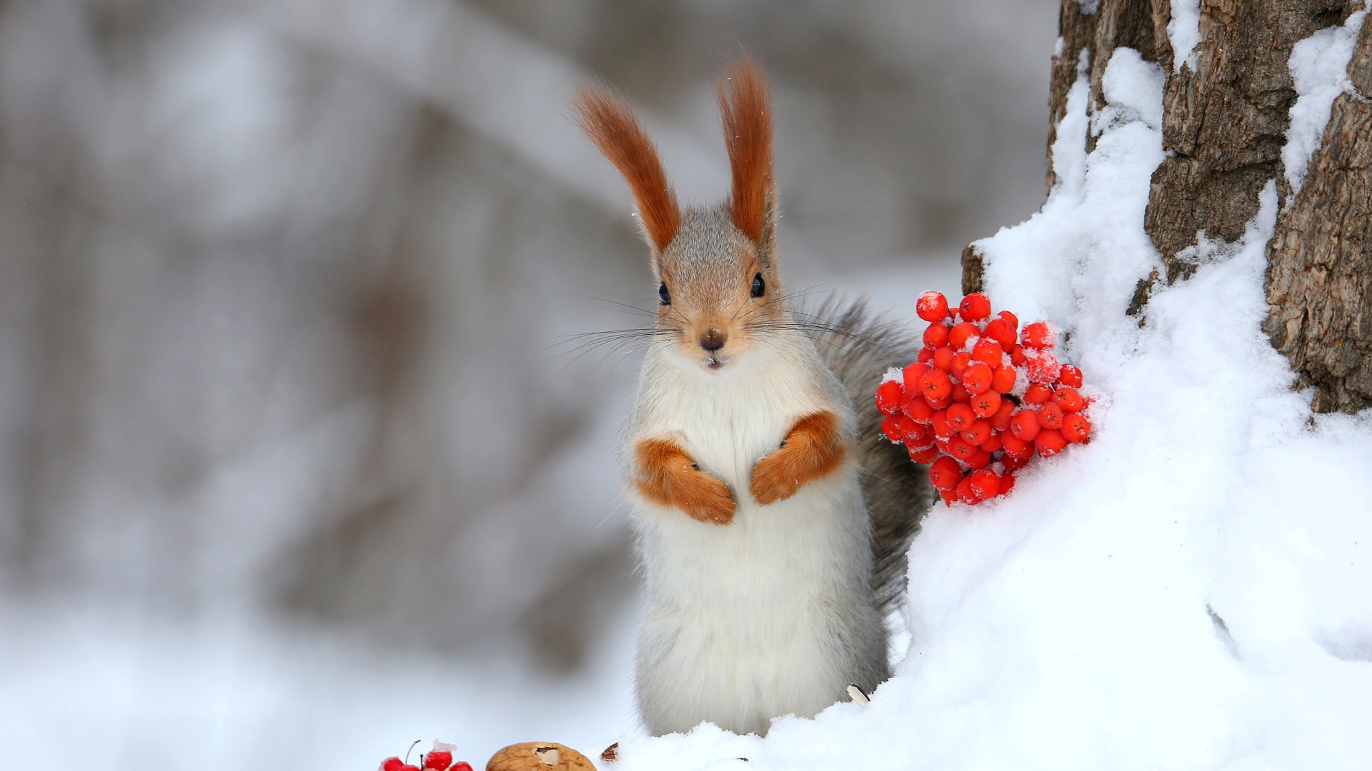欧亚红松鼠 (© Galina Jacyna/Getty Images) Bing Everyday Wallpaper 2026-01-21, RaPc6i [Bing Everyday Wall Paper 2026-01-21] url = http://www.bing.com/th?id=OHR.BerrySquirrel_ZH-CN7382553646_1920x1080.jpg
