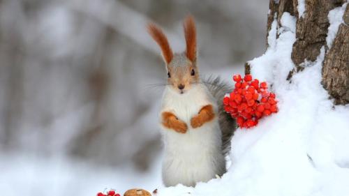 欧亚红松鼠 (© Galina Jacyna/Getty Images) Bing Everyday Wallpaper 2026-01-21
/tmp/UploadBetaRaPc6i [Bing Everyday Wall Paper 2026-01-21] url = http://www.bing.com/th?id=OHR.BerrySquirrel_ZH-CN7382553646_1920x1080.jpg

File Size (KB): 309.19 KB
Last Modified: January 21 2026 00:00:02
