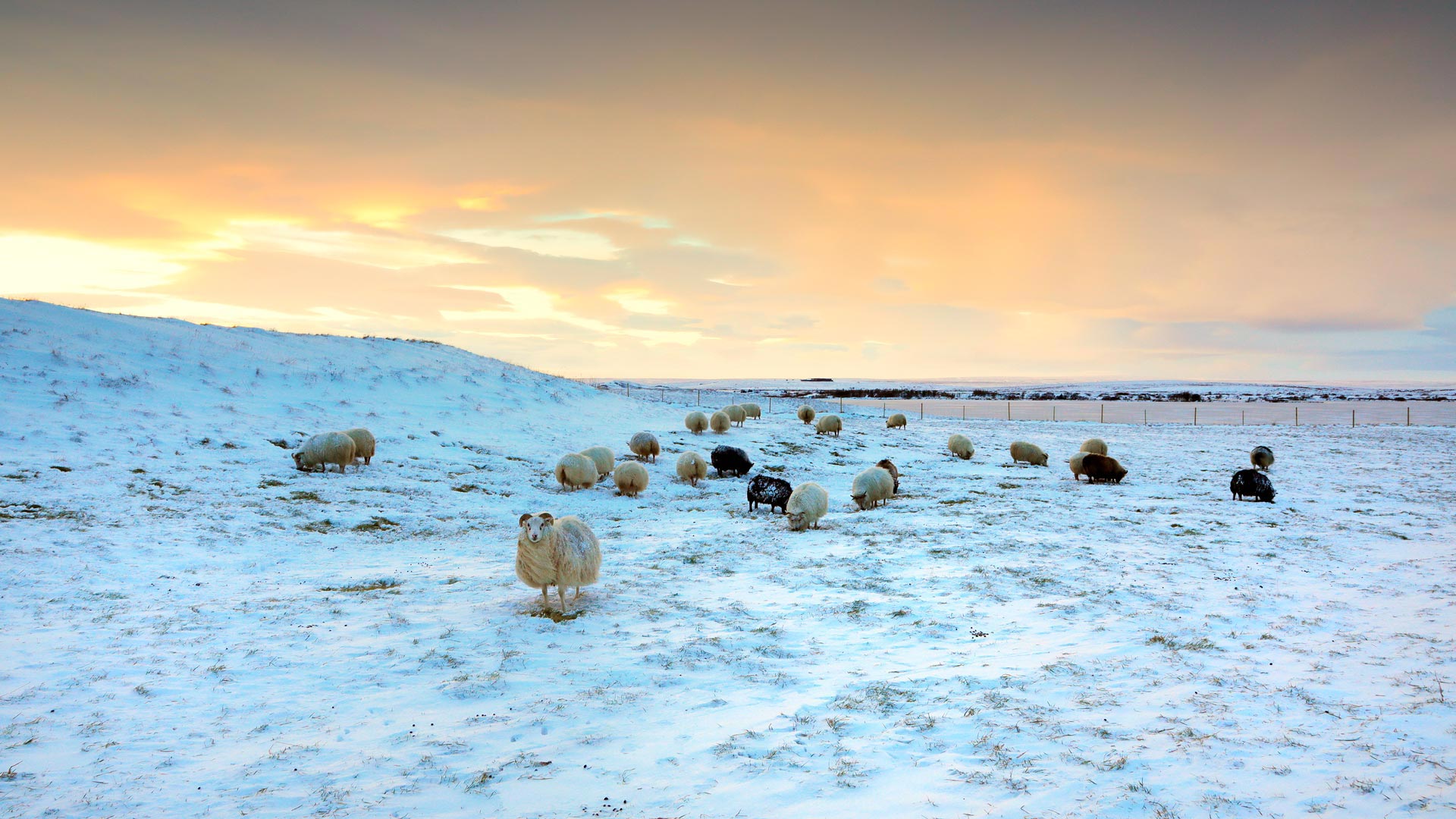绵羊在雪地里吃草，冰岛 (© Christophe Lehenaff/Getty Images) Bing Everyday Wallpaper 2026-01-23, lMtvbB [Bing Everyday Wall Paper 2026-01-23] url = http://www.bing.com/th?id=OHR.IcelandSheep_ZH-CN3931993073_1920x1080.jpg