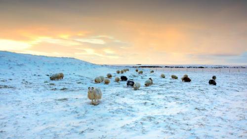 绵羊在雪地里吃草，冰岛 (© Christophe Lehenaff/Getty Images) Bing Everyday Wallpaper 2026-01-23
/tmp/UploadBetalMtvbB [Bing Everyday Wall Paper 2026-01-23] url = http://www.bing.com/th?id=OHR.IcelandSheep_ZH-CN3931993073_1920x1080.jpg

File Size (KB): 308.4 KB
Last Modified: January 23 2026 00:00:02
