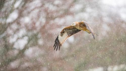 雪中​​的红鸢 (© Carl Mckie/500px/Getty Images) Bing Everyday Wallpaper 2026-02-04
/tmp/UploadBetaSKuXSq [Bing Everyday Wall Paper 2026-02-04] url = http://www.bing.com/th?id=OHR.BigGardenBirdwatch2026_ZH-CN6864628198_1920x1080.jpg

File Size (KB): 314.84 KB
Last Modified: February 04 2026 00:00:02
