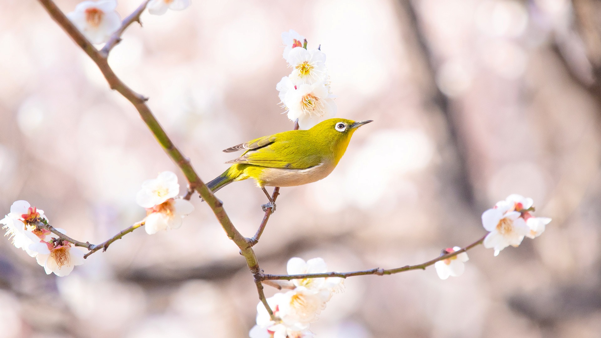 梅の枝に止まるメジロ (© naotoshinkai/Getty Images) Bing Everyday Wallpaper 2026-02-04, comvFY [Bing Everyday Wall Paper 2026-02-04] url = http://www.bing.com/th?id=OHR.Risshun2026_JA-JP6581085415_1920x1080.jpg